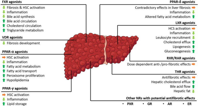 Nuclear receptors in liver fibrosis Paper Review