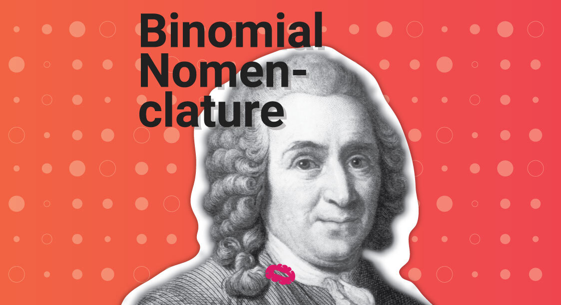 binomial-nomenklatur-blogg
