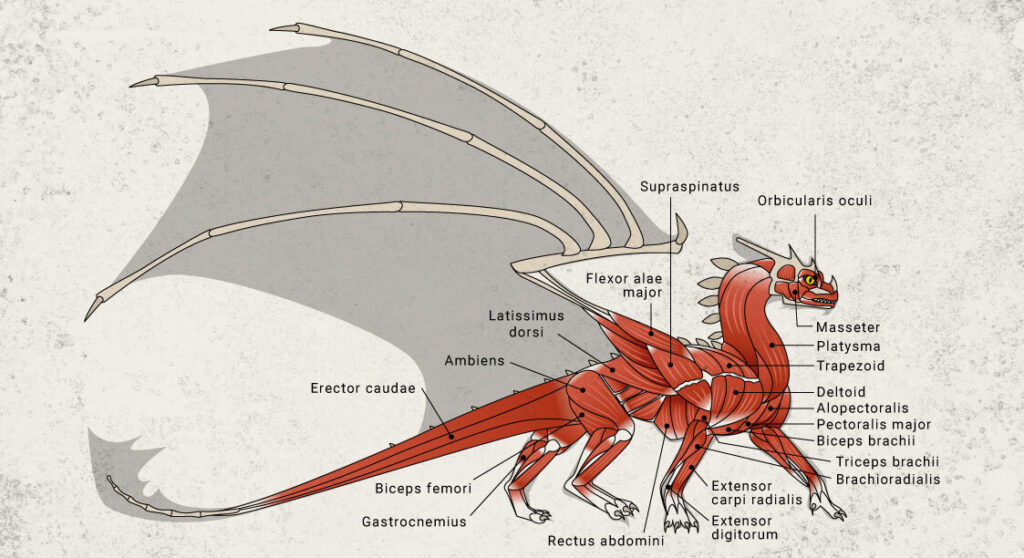 drakens anatomi