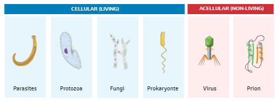 Explore the Different Methods for Identifying Pathogens