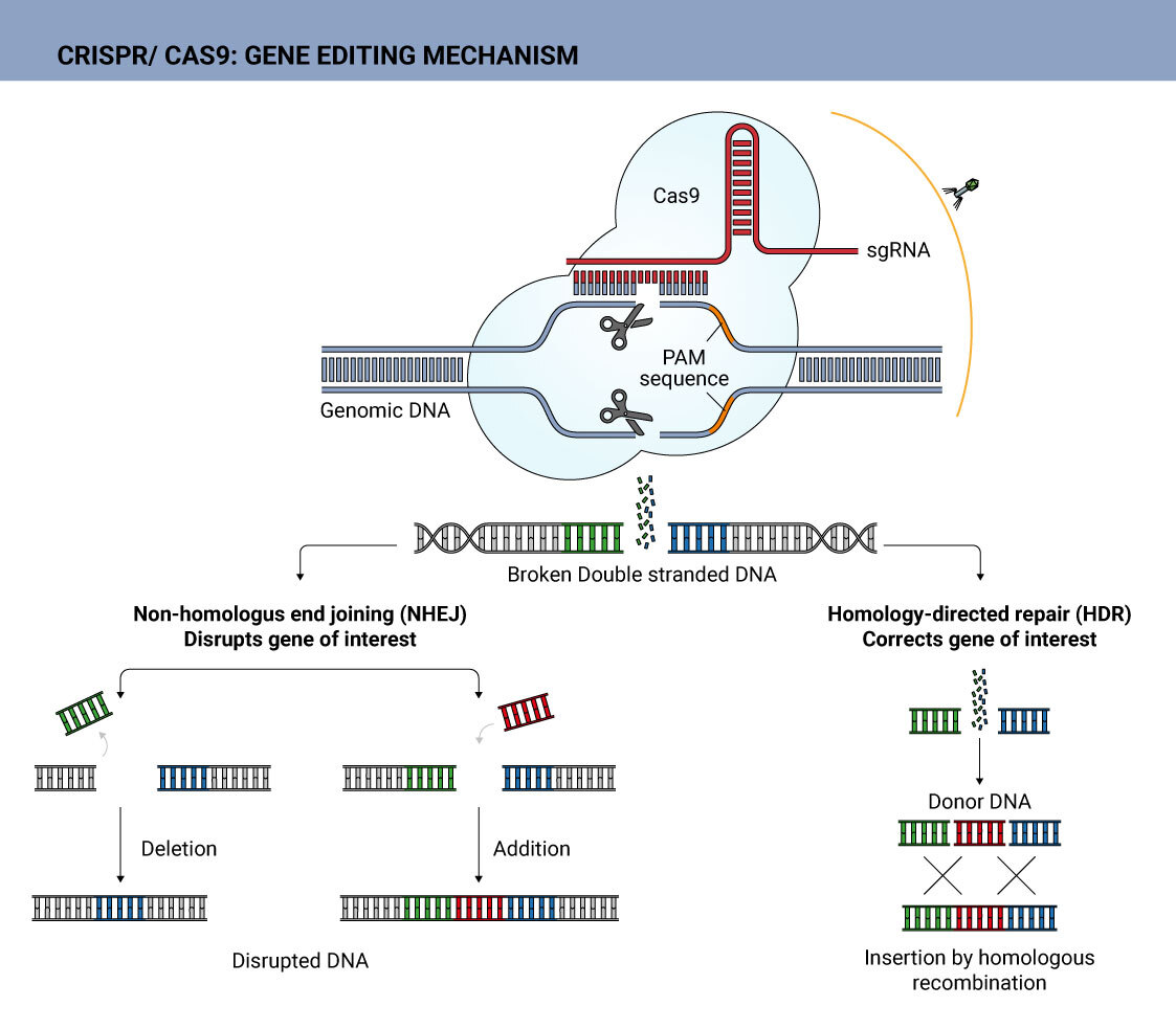 How Does CRISPR Therapy Operate In Gene Therapy?