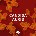 candida-auris-blog