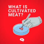 what-is-cultivated-meat-blog1