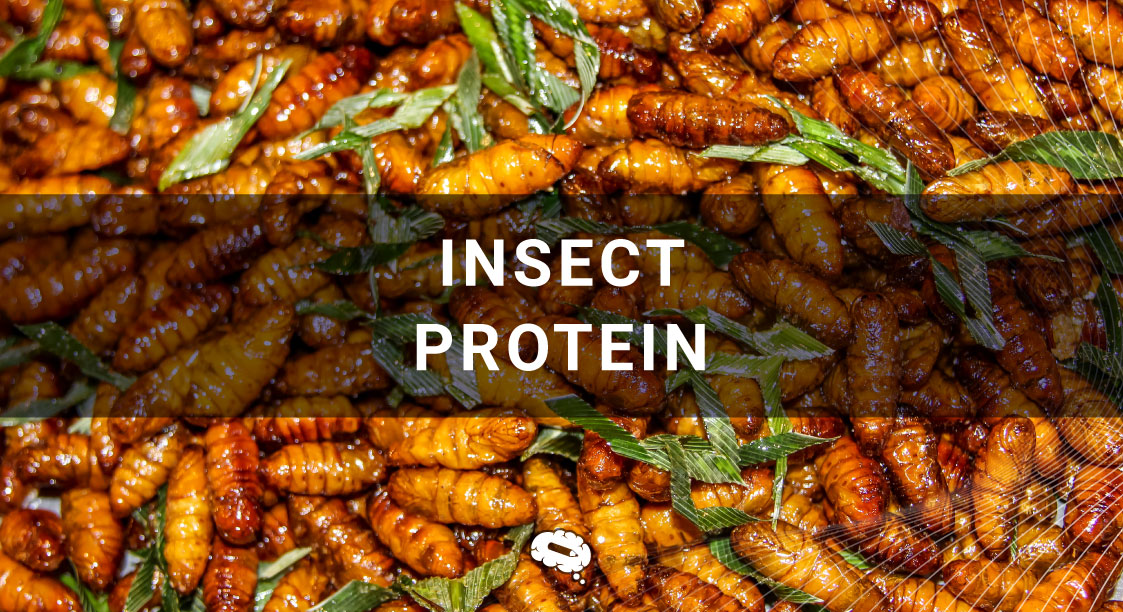 insect-protein-blog
