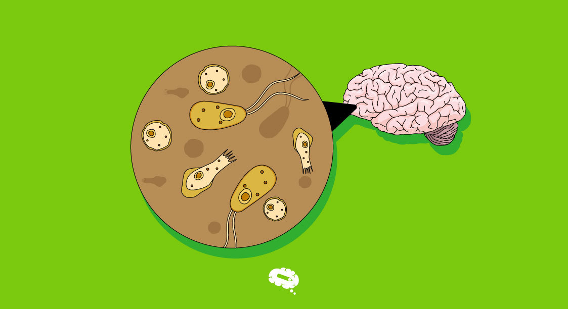 Brain eating amoeba. Кишечная амеба жизненный цикл. Симптомы амеба пожирающая мозг.