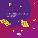 what is staphylococcus aureus