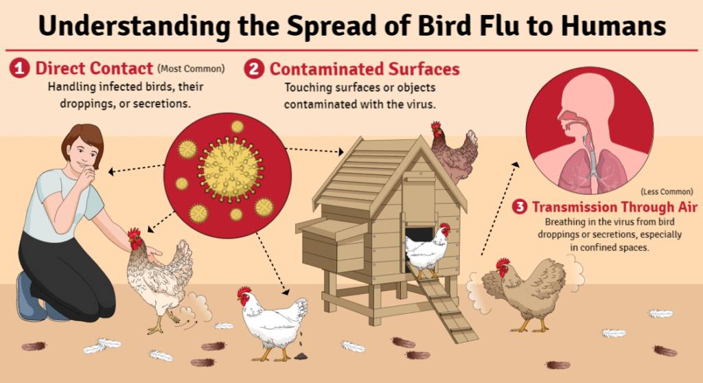 Bird Flu