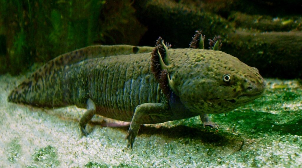 Närbild av en axolotl som vilar på botten av ett akvarium, med yttre gälar och spräcklig, slät kropp.