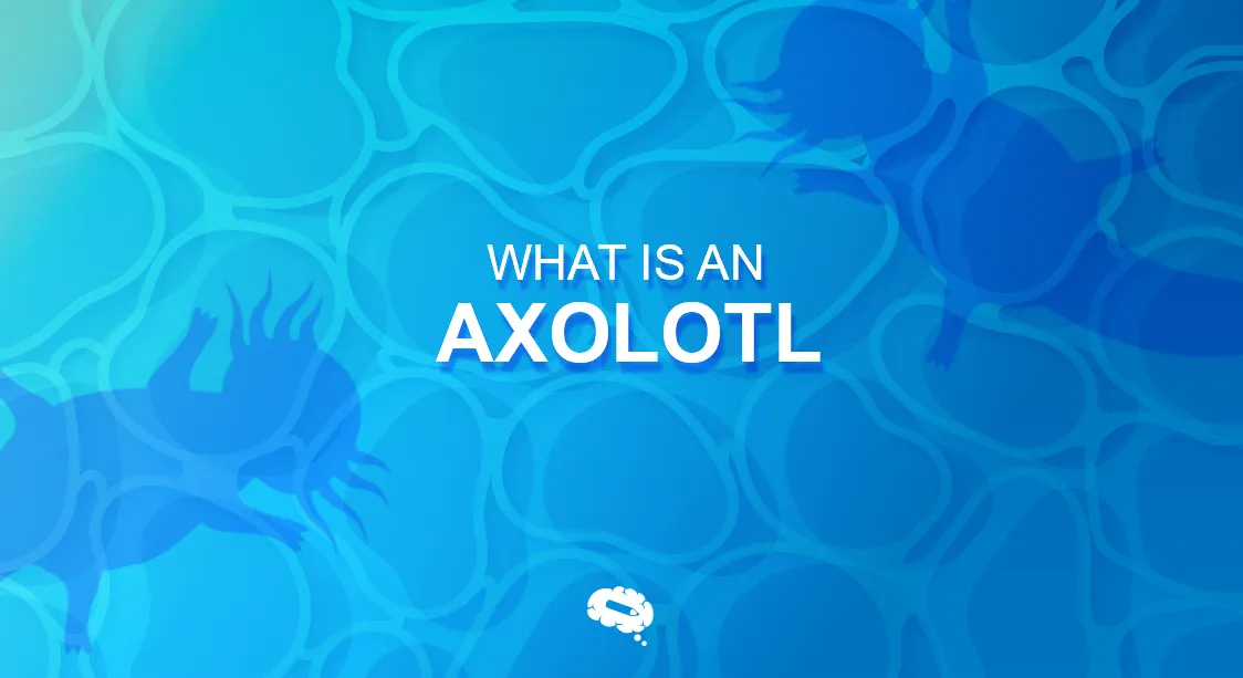 Imagem com o texto "What is an axolotl?" (O que é um axolote?) apresentando um fundo aquático azul com silhuetas de axolotes, simbolizando a espécie única de anfíbio.